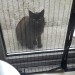Black female cat  found in Carrigaline