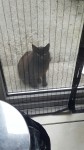 Black female cat  found in Carrigaline