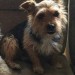 Female Yorkshire Terrier missing from the Rower, Co. Kilkenny