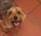 small Female yorkshire terrier, recently groomed.   No collar.