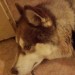 Husky, female, light colour, very friendly, no micro chip found