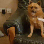 Male Pom x terrior lost in ardagh co.limerick