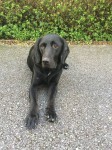 Male Black Labrador Cross with red collar