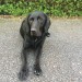 Male Black Labrador Cross with red collar