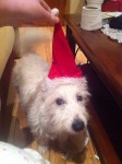 White terrier mix with one brown ear ans to the name of rosie missing now elevan hrs female 30