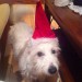 White terrier mix with one brown ear ans to the name of rosie missing now elevan hrs female 30