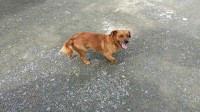Male mixed breed tan dog found in Fedamore co limerick