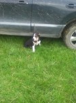 Female border collie missing in Tralee