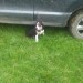 Female border collie missing in Tralee
