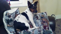 Male jack russell missing in Aghada Co. Cork