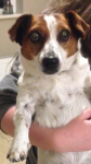 13 year old, Jack Russell went missing from Midleton, Cork