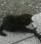 Black long haired kitten