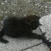 Black long haired kitten