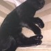 Female black cat lost in glasheen