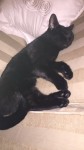 Female black cat lost in glasheen