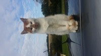 Lost ginger cat in the farmers cross area