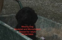 Female Black Cockerpoo, Kilmallock Area