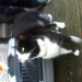 Found lost black and white cat Blarney Tower Cork