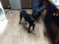 Young black male dog found in Donoughmore area.