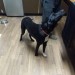 Young black male dog found in Donoughmore area.