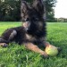 Male german shepherd puppy lost in Shippool, Innishannon