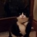 Found black & white cat in Youghal