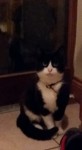 Found black & white cat in Youghal