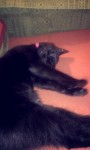 Missing black cat