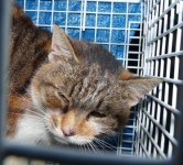 Found Torbie Cat in Cobh
