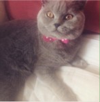 Female British Shorthair Missing in Clonmel