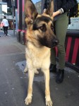 German Shepherd Found