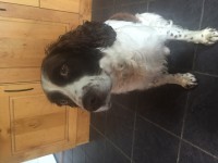 Missing since Friday night 7 October.  Male Springer Spaniel. Brown and White