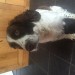 Missing since Friday night 7 October.  Male Springer Spaniel. Brown and White