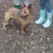 Lost small Female brown terrier Coppeen Area