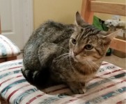 FOUND – Female cat Listowel