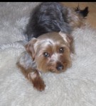 Bobby a Yorkshire terrier, very friendly.