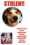 Neutered Male White and Brown Saluki/Lurcher lost in Cuffesgrange Kilkenny