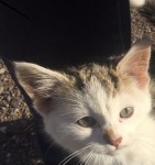 Kitten found in Carrigtwohill