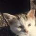 Kitten found in Carrigtwohill