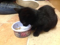 Young black cat found it in leitrim st, cork