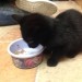 Young black cat found it in leitrim st, cork