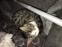 Found cat Watergrasshill / Rathcormac