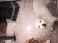 Lemon and White jack russel bitch lost in cork