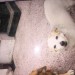 Lemon and White jack russel bitch lost in cork