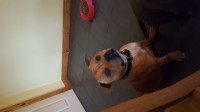 Male Staffordshire Bull Terrier lost in Doneraile
