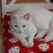 Missing: Female white cat – Raheen (Limerick)