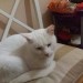 Female white cat found in Raheen (Limerick