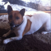 White and Brown Jack Russell lost in the Hollyhill Area of Cork City