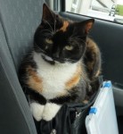 Lost Tortie cat in Cloyne