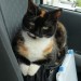 Lost Tortie cat in Cloyne